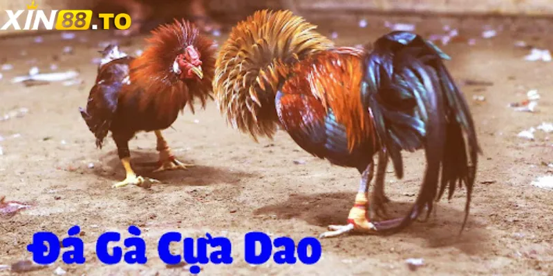 Trong quá trình thi đấu đá gà cựa dao tại XIN88