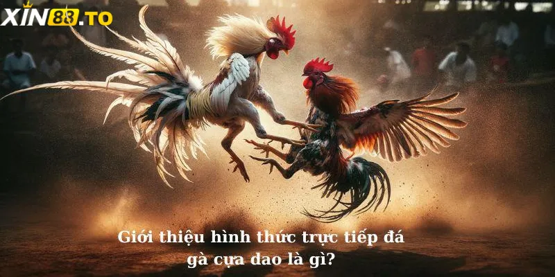 Giới thiệu chi tiết về đá gà cựa dao