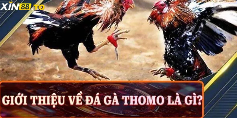 Đá Gà Thomo – Thu Hút Hấp Dẫn Khách Hàng