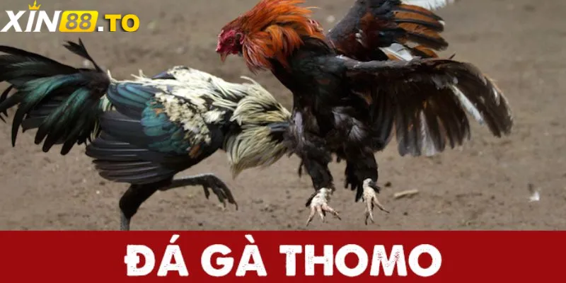 Lịch sử hình thành và phát triển lên Đá Gà Thomo